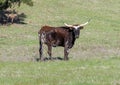 Texas Longhorn cow in a pasture in Denison, Texas. Royalty Free Stock Photo