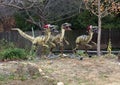 Raptor dinosaurs with Christmas Hats at the Dallas City Zoo.