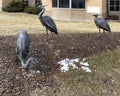 Bronze sculptures of herons with McGloin Hall in the background on the campus of Creighton University in Omaha, Nebraska.