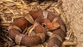 Trans-Pecos Copperhead at Rattlers & Reptiles, a small museum in Fort Davis, Texas, owned by Buzz Ross.