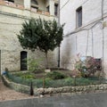 Tree and garden at the Theologic Missionary College of the Order of the Friars Conceptual in Assisi, Italy.