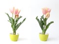 Tulip in a green tableware