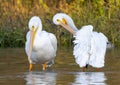 Two American white pelican standing in Sunset Bay at White Rock Lake in Dallas, Texas. Royalty Free Stock Photo