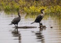 Two double-crested cormorant on a partially submerged tree in White Rock Lake in Dallas, Texas.