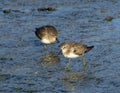 Two least sandpipers foraging for food in shallow water below the main spillway of White Rock Lake in Dallas. Royalty Free Stock Photo