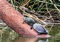 Turtles in Leonhardt Lagoon in Fair Park in Dallas, Texas. Royalty Free Stock Photo