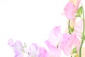 Various color of sweetpea in a white background