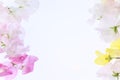 Various color of sweetpea in a white background