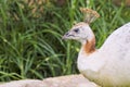 Head of a white female peacock on the grounds of a school in Dallas, Texas. Royalty Free Stock Photo