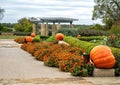 Walkway lined with French marigold flowers, hedges and pumpkins at the Dallas Arboretum and Botanical Garden in Texas. Royalty Free Stock Photo