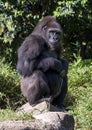 Western lowland gorilla sitting at the Dallas Zoo in Texas.