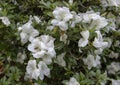 White Amaryllis flowers, Dallas Arboretum