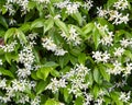 White blooms of star jasmine, Gourdon Village, France