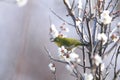 White-eye bird on branch of Japanese apricot tree Royalty Free Stock Photo