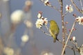 A White-eye bird on branch of Japanese apricot tree Royalty Free Stock Photo