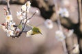 A White-eye bird on branch of Japanese apricot tree Royalty Free Stock Photo