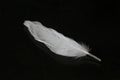 White feather in a black background