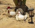 Worn iron hen and rooster sculpture at the Sol de Mayo Ecological ranch, part of the Sierra de La Laguna Biosphere Reserve.