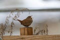 Wren singing on the withered branch