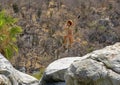 20 year-old Caucasian female tourist leaping from above the waterfall at Canyon of the Fox.