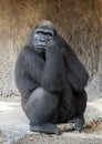 Female Western lowland gorilla with quizzical expression, Dallas Zoo