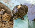 Yellow-bellied slider turtle at the Sol de Mayo Ecological ranch, part of the Sierra de La Laguna Biosphere Reserve.