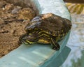 Yellow-bellied slider turtle at the Sol de Mayo Ecological ranch, part of the Sierra de La Laguna Biosphere Reserve.