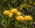 Yellow pincushion protea on the island of Maui in the state of Hawaii.