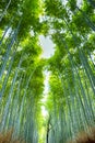 Pictureque Sagano Bamboo Forest in Japan Royalty Free Stock Photo