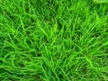 Pictures beautiful Green grass in garden