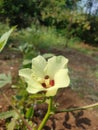 Pictures of beautiful okra flower in the garden. Beautiful nature background pictures.
