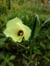 Pictures of beautiful okra flower in the garden. Beautiful nature background pictures.