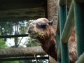 Pictures of a camel head Royalty Free Stock Photo