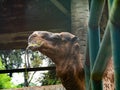 Pictures of a camel head Royalty Free Stock Photo