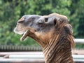 Pictures of a camel head Royalty Free Stock Photo