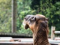 Pictures of a camel head Royalty Free Stock Photo