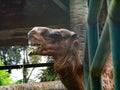 Pictures of a camel head Royalty Free Stock Photo