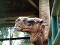 Pictures of a camel head Royalty Free Stock Photo