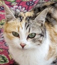 Pictures of cat looking in different directions, cat waiting for prey, cat eyes, Royalty Free Stock Photo