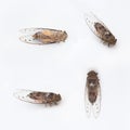 Pictures of cicada insect 4 style,isolated on white background Royalty Free Stock Photo