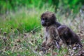 Pictures of Endemic Gelada Baboon Baby living in the Ethiopian Highlands only