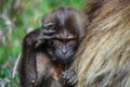 Pictures of Endemic Gelada Baboon Baby living in the Ethiopian Highlands only