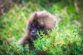 Pictures of Endemic Gelada Baboon Baby living in the Ethiopian Highlands only