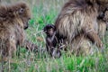 Pictures of Endemic Gelada Baboon Baby living in the Ethiopian Highlands only