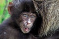 Pictures of Endemic Gelada Baboon Baby living in the Ethiopian Highlands only