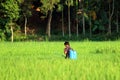 Pictures of farmer sprayed with fertilizers for vegetables with flow or distribution of water into the gram field. Royalty Free Stock Photo