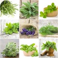 Pictures with freshly harvested herbs Royalty Free Stock Photo