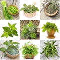 Pictures with freshly harvested herbs Royalty Free Stock Photo