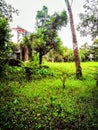 This is a picture of jungle.Forest area.
