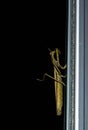 Pictures of locusts, pictures of locusts climbing at night